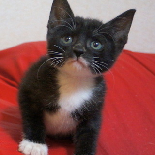 甘えっ子、犬猫OK、留守番OK、トイレしつけ済み