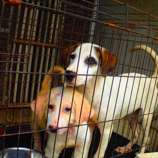 SOS　おねがい　病院に連れてって