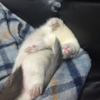ハルちゃん
