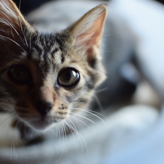 イケメンキジトラくんです