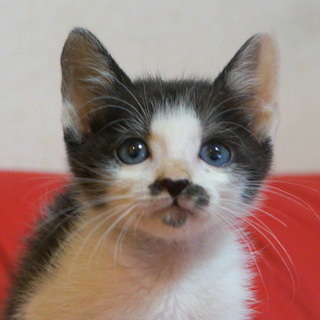 甘えっ子、犬OK、猫OK、留守番OK、猫トイレ使用