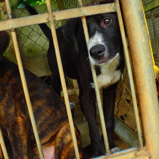 檻から出して！家族はどこ？