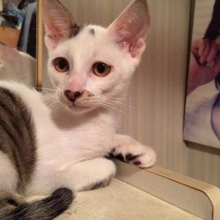 4匹の子猫(ΦωΦ)