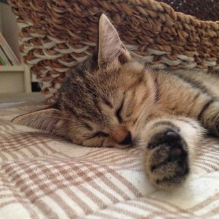 生後2ヶ月半　可愛いキジの女の子