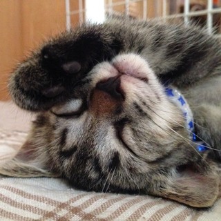 生後2ヶ月半　サバトラ柄の男の子