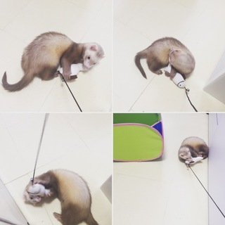 マーシャルフェレット8ヶ月の男の子です