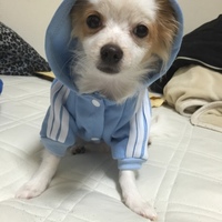ひまわり