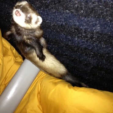 お気に入りのコタツの中