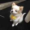 おすわり覚えたて