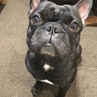 フレンチ・ブルドッグ里親さんを募集しています