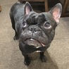 フレンチ・ブルドッグ里親さんを募集しています サムネイル2