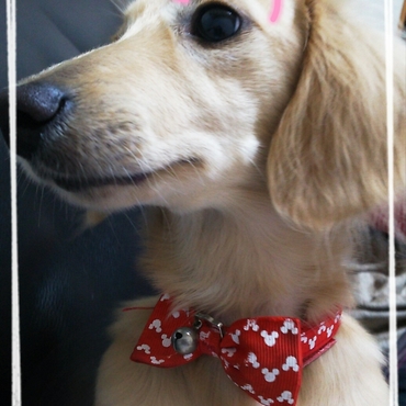 女の子らしく赤色の首輪