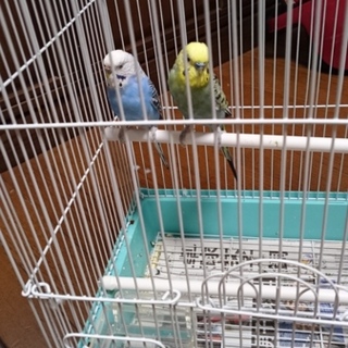 この子たちの新しい家族になって下さい。