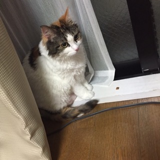 メインクーン(女の子) 12歳 里親決定