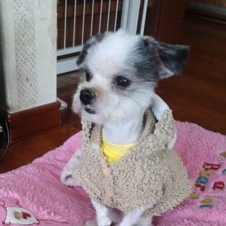 わたちの家族になってください。