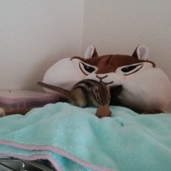 あ、くるみ発見！