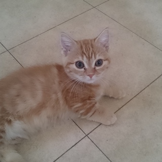 ご連絡多数のため募集一時停止します 