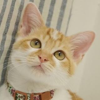 ふんわり甘えっこの白茶君