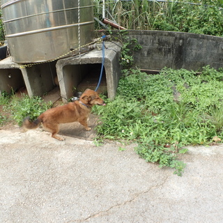 めっちゃかわいい沖縄島犬　短足少し胴長　