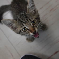 子猫　里親決まりました！