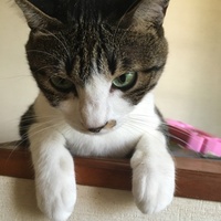 にゃじろう