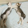 の写真