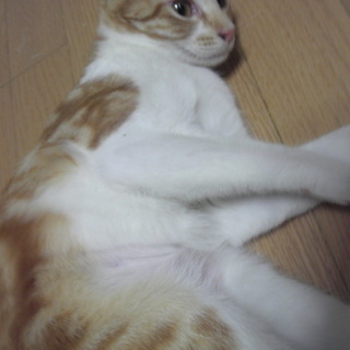 【お見合い中】1歳可愛い女の子 避妊済です