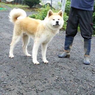 秋田犬の里親募集です