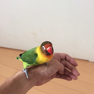 ボタンインコの里親募集します