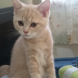 7月生まれ子猫です