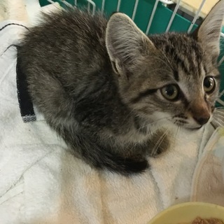 里親決まりました！ありがとうございました！