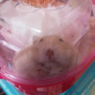 イエロージャンガリアン