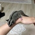 モモンガ