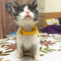 とても可愛い子猫ちゃん