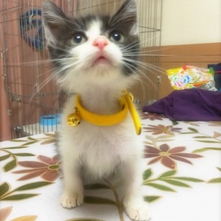 とても可愛い子猫ちゃん
