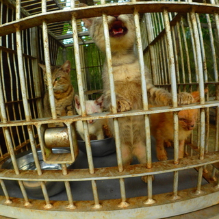 SOS！ゴミ捨て場収容のにゃんこたち　