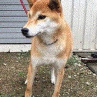 大人しい柴犬（オス）