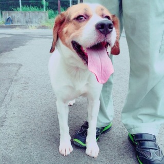 ビーグル系のリオくん