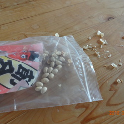 こたろう、大豆を食い散らかす。