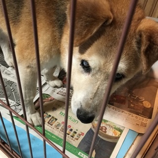 目が見えなくて痴呆も入ってるけどそれでも生きたい！