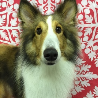 元気でやんちゃなジョイくん