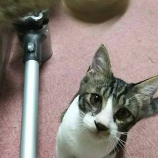 マサムネ、里親さま決定！ありがとうございました♡