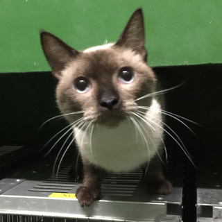 【島根県】9/22までシャム系雄飼い主さん急募！