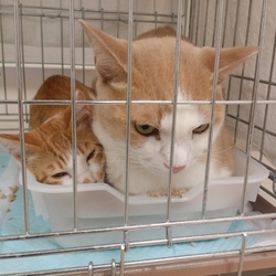 10月01日岡崎市あにも譲渡会