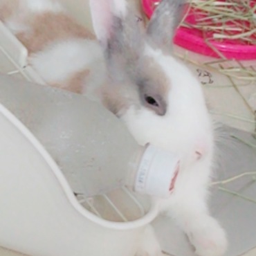 ねむたい顔
