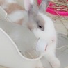 ねむたい顔