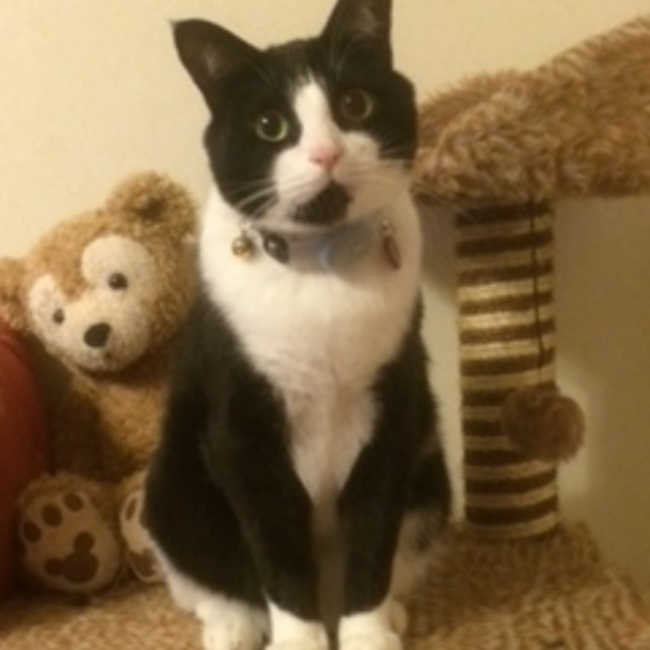 nyanyan3のカバー写真