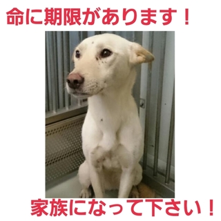 命の期限切迫!22日時点募集ゼロ!助けて!