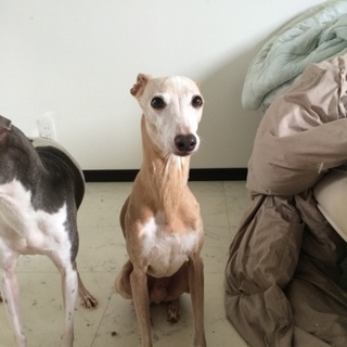 里親様決まりました。ありがとうございました。