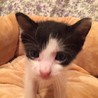 一ヶ月おっとり黒白とシャム系♀の2匹ペアで募集 サムネイル4